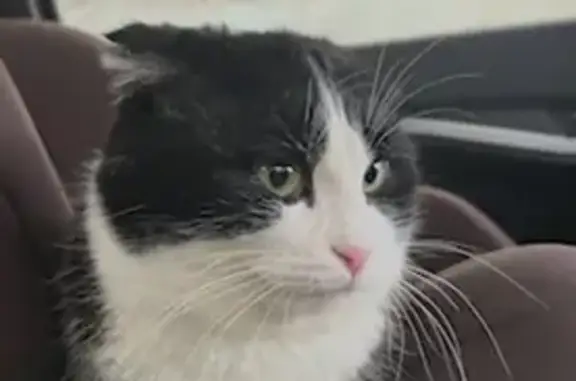 Кошки потеряшки, Элиста, фото: Потеряшка кот, проспект Чонкушева, 5 к1, Элиста - пушистый и ласковый