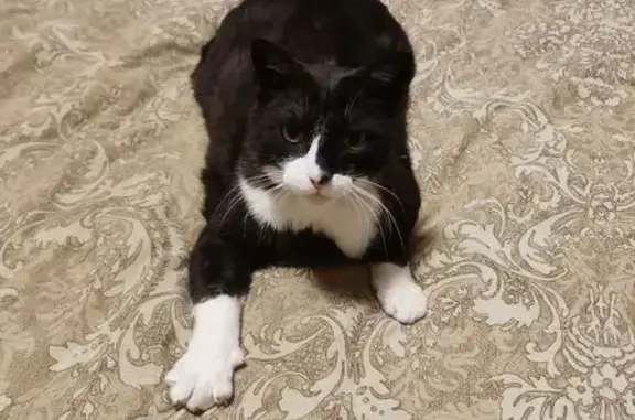 Пропал кот, Центральная улица, 52 к2, Кудрово - чёрно-белый с белым ошейником - photo