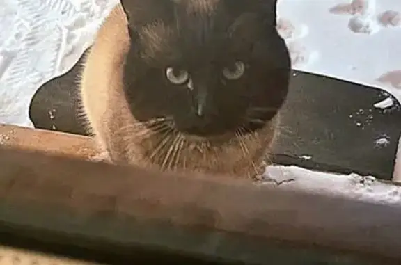 Найдена кошка, Подольск, фото: Найден кот, улица Льва Толстого, Подольск - сиамский голубоглазый