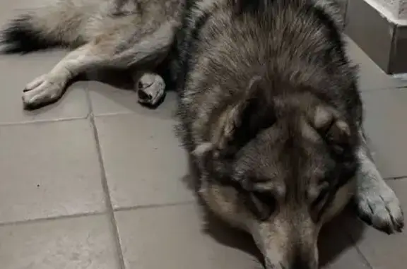 Найдена собака, Москва, фото: Найдена собака, улица Симоновский Вал, 16 к2, Москва - забежала в подъезд