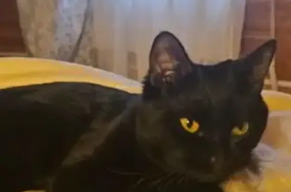 Пропал кот, «Дон», Домодедово - photo