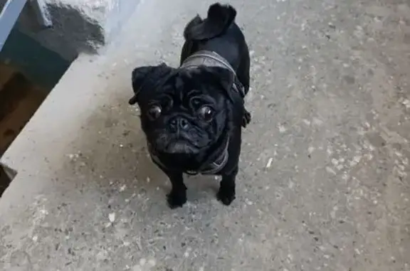 Найдена собака, Волгоград, фото: Найдена собака, Библиотечная улица, 62, Волгоград - предположительно мопс