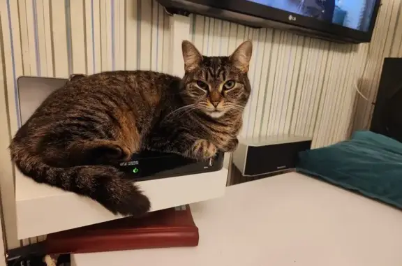 Пропала кошка, улица Ломоносова, 64, Парголово - миниатюрная полосатая - photo