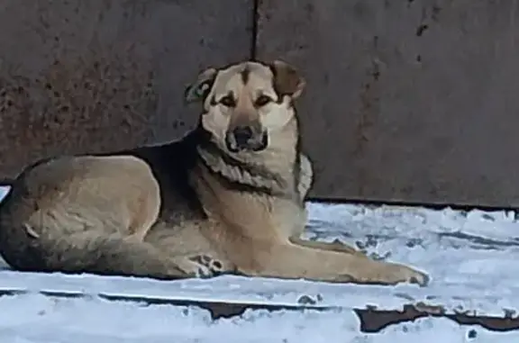 Пропал собака, Вологодская улица, Уфа - серый окрас - photo