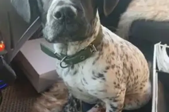 Найден собака, мужской, улица Дзержинского, 57, Якутск - photo