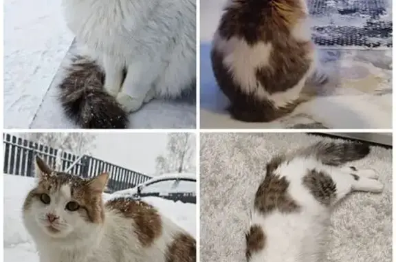 Пропала кошка, Михалёво, Московская область - окрас белый с тёмными пятнами - photo