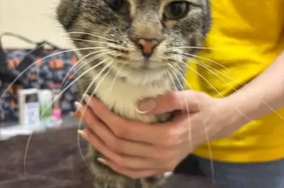 Найденные животные Сосенский, фото: Найдена кошка, мужской, городское поселение Сосенский, Калужская область - полосатый с белой грудкой и лапками