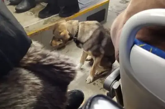 Найдена собака, Иркутск, фото: Найдена собака, улица Чкалова, 39, Иркутск