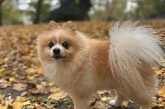 Пропал собака, Ясеновская улица, Ставрополь - бежевый с ухоженной шерстью - photo