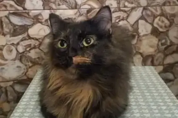 Пропала кошка, Сыровский тупик, 3, Подольск - черно-рыжая, пугливая - photo
