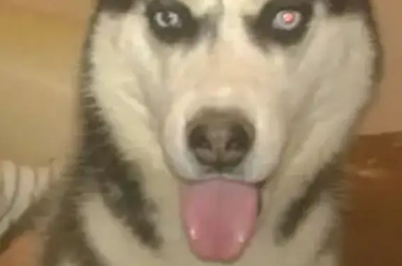 Собаки потеряшки, Остров, фото: Потеряшка собака, мужской, улица М.Егорова, 74, городское поселение Остров