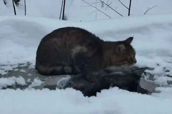Найдена кошка, Казань, фото: Найдена кошка, улица Мусина, 59Б к1, Казань - кончик уха обморожен