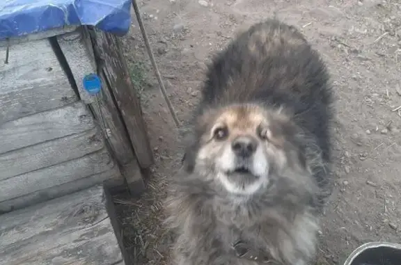 Пропал собака, улица Шевченко, 192, Кызыл - шрам на одном глазе - photo