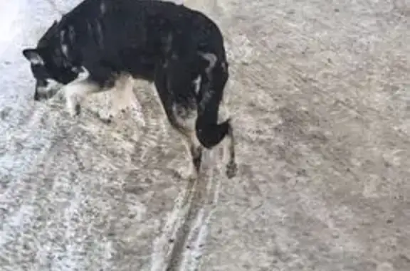 Найдена собака, Пенза, фото: Найдена собака, улица Карпинского, 33В, Пенза - черно-белая в текстильном ошейнике