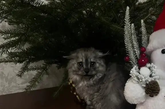 Пропала кошка, улица Корнеева, 3, Домодедово - тёмно-серый окрас - photo