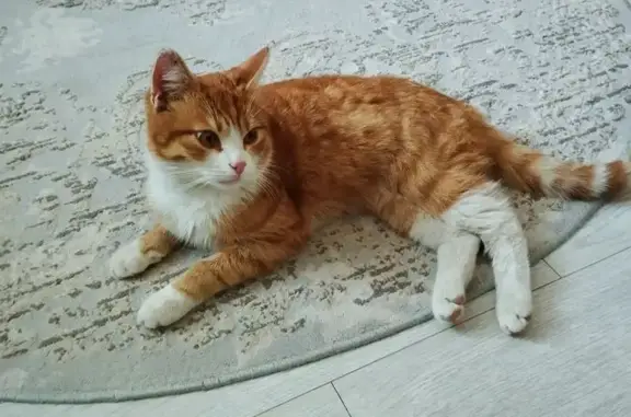 Найдена кошка, Тамбов, фото: Найдена кошка, Базарная улица, 88, городской округ Тамбов - рыжий с белым