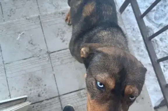 Найдена собака, Оренбург, фото: Найдена собака, улица Шевченко, 203, Оренбург