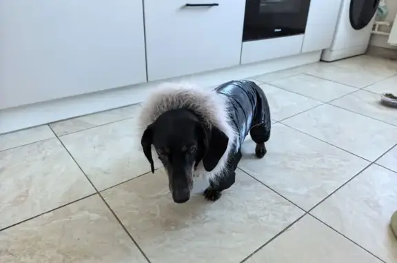 Найдена собака, Иваново, фото: Найден собака, проспект 70-Летия Победы, Иваново - чёрный, молодой кобель