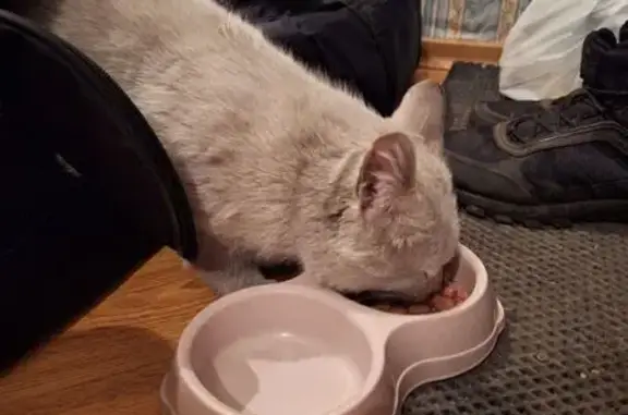 Найдена кошка, Абакан, фото: Найден кот, Аскизская улица, 210Б, Абакан - белый упитанный