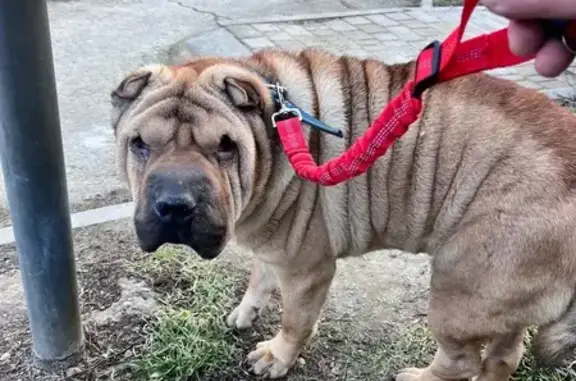 Найдена собака, Краснодар, фото: Найден собака, улица Ковалёва, 1, Краснодар - шарпей