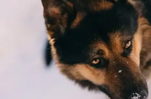 Найдена собака, Коммунарка, фото: Найден собака, Лазурная улица, 11, Коммунарка - помесь с немецкой овчаркой