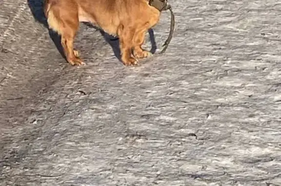 Найдена собака, Курск, фото: Найдена собака, улица 50 лет Октября, 169А, Курск - с ошейником и поводком