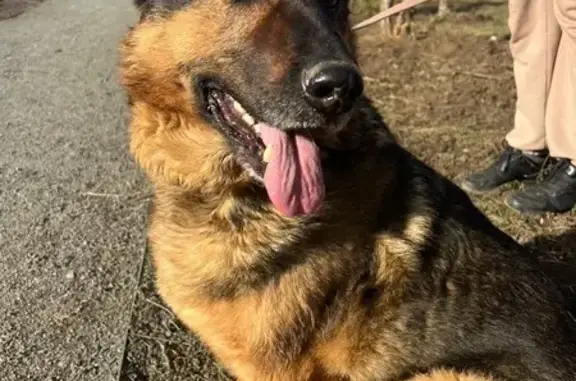 Собаки потеряшки, Аксай, фото: Потеряшка собака, Московская улица, 49, Аксай - метис овчарки