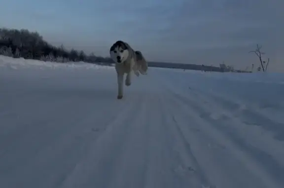 Собаки потеряшки, Александров, фото: Потеряшка собака, улица Савельева, 15, Александров - светло-серый с брезентовым ошейником