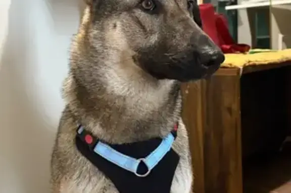 Найдена собака, Калининград, фото: Найдена собака, Калининград, Калининградская область - добрая и пугливая