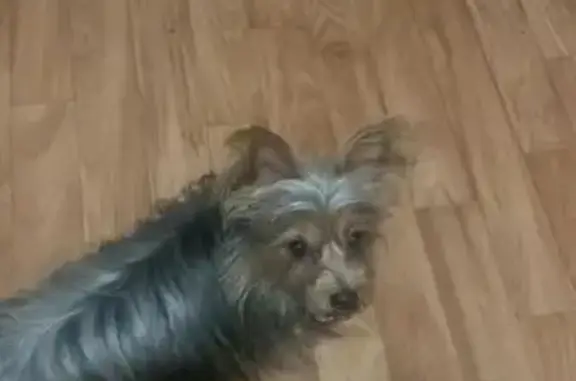 Пропала собака, Уфа, Башкирия - серо-коричневый с белой чёлкой - photo