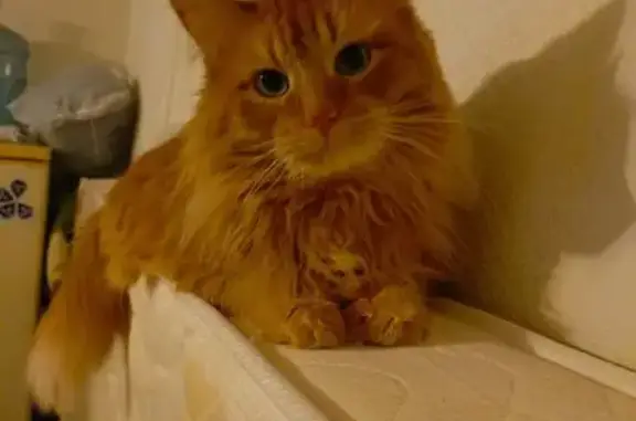 Кошки потеряшки, Самара, фото: Потеряшка кот, улица Ивана Булкина, 85, Самара - пушистый рыжий с зелеными глазами