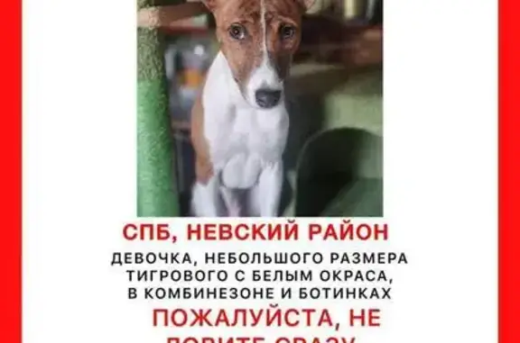 Пропала собака, Искровский проспект, Санкт-Петербург - щенок басенджи, рыжего окраса - photo