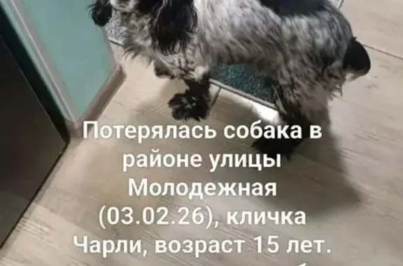 Пропала собака, мужской, Находка, Приморский край - может быть дезориентирован - photo