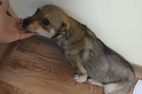 Собака шла от Ледового дворца в сторону храма Ксении Петербургской по ул.Чапаева гор.Тихорецк. Сильно замёрзла это было около 18ти вечера, стоял мороз, обледенение. Приютила её временно, долго держать не могу. Ветеринар сообщил, что ей 6 мес. Примерно, это сучка. Весит она 4,5кг на данный момент, собака будет меньше средних размеров.