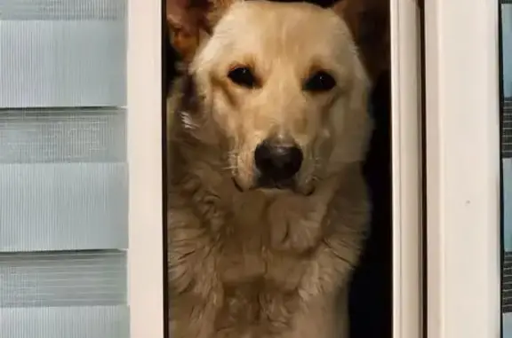 Пропал собака, Казань, Татарстан - кобель, немного трусливый - photo