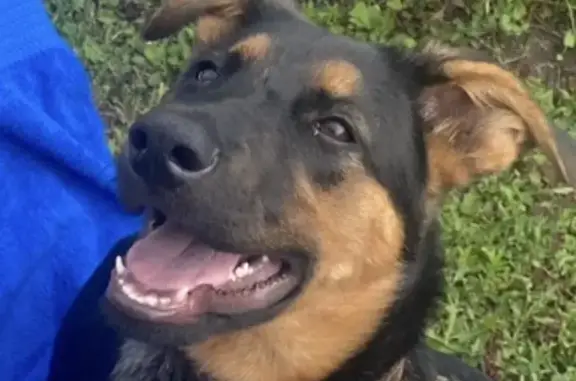 Пропала собака, Пенза, Пензенская область - девочка, откликается на имя Бетта - photo