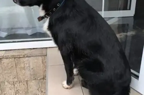 Найдена собака, Новороссийск, фото: Найден собака, Феодосия, Новороссийск - молодой и спокойный кобель