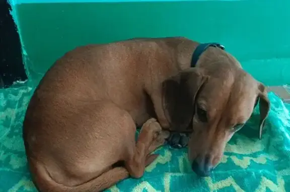 Найдена собака, Новочебоксарск, фото: Найдена собака, мужской, Советская улица, 11, Новочебоксарск - такса, коричневый цвет