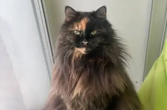 Пропала кошка, Боборыкино, Московская область - взрослая, 11 лет - photo