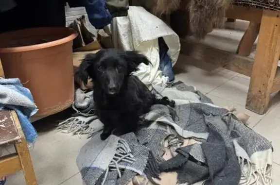 Найденные животные Лаишево, фото: Найдена собака, Набережная улица, 9В, Лаишево - девочка, низкорослая чёрного окраса