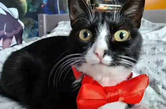 Пропала кошка, улица Гагарина, 7, Артёмовский - чёрно-белая с пятном на носике - photo