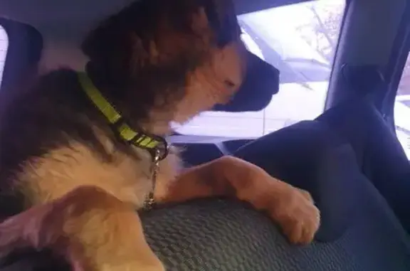 Пропал собака, Доменский переулок, 12, Таганрог - окрас под овчарку, в ярко-зелёном ошейнике - photo