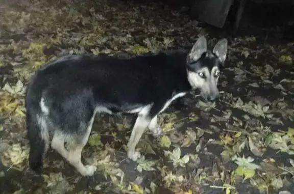 Пропала собака, Сагайдачное - photo