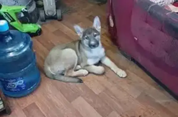 Найдена собака, Лебяжье, фото: Найден собака, мужской, Железнодорожная улица, 17, Лебяжье