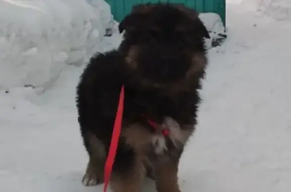 Пропала собака, щенки овчарки, Трудармейская улица, 37, Новокузнецк - photo