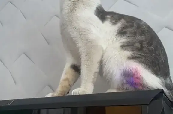 Пропал кот, проспект Станке Димитрова, 2, Брянск - полосатый хвост, пятна как у леопарда - photo