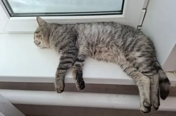 Пропал кот, улица 9 Мая, 129, Елецкое - полосатый Лева - photo