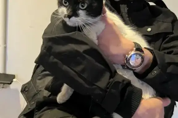 Найдена кошка, Москва, фото: Найдена кошка, Ореховый бульвар, 24 к3, Москва - с ошейником