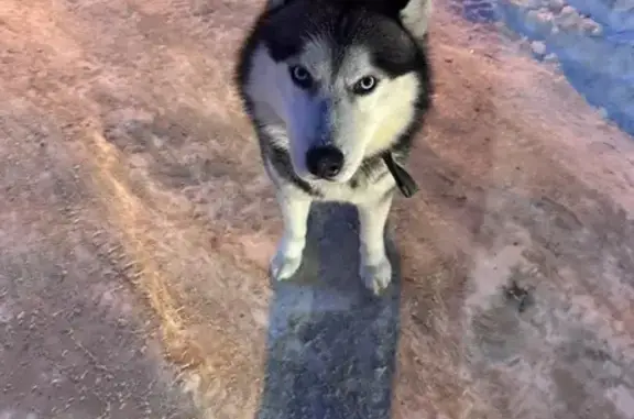 Найдена собака, Казань, фото: Найдена собака, Дубравная улица, 2, Казань - худой, ошейник без номера