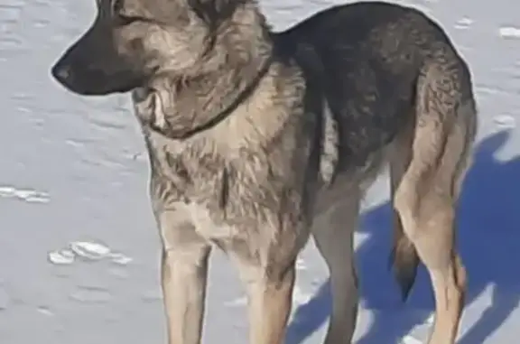 Пропал собака, мужской, С1, Ломоносов - был в ошейнике, окрас волчий - photo